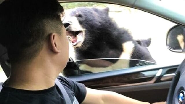 В Китае медведь укусил посетителя национального парка, который решил его покормить