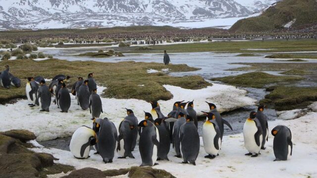 За последние 35 лет крупнейшая колония королевских пингвинов сократилась на 88%