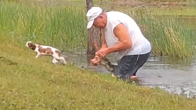 Во Флориде пенсионер, не выпуская сигары изо рта, вытащил своего щенка из пасти аллигатора