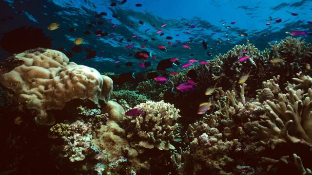 Ученые: с 1995 года Большой Барьерный риф потерял половину кораллов