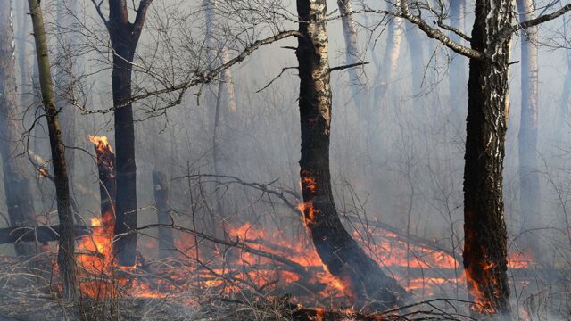 Ученые связали лесные пожары в Сибири с рекордными температурами