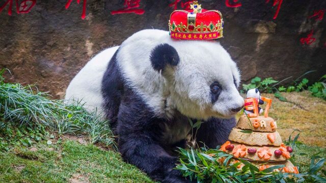 Старейшая панда мира умерла в возрасте 37 лет