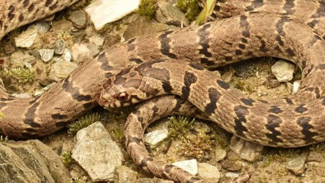 Фото в инстаграме помогло ученым открыть новый вид змей