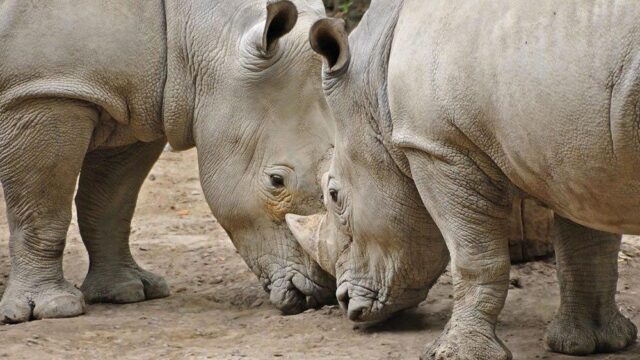 Восемь редких носорогов умерли в Кении, когда их перевезли в новый заповедник