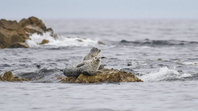 Больше семи тысяч мертвых тюленей нашли у побережья Намибии