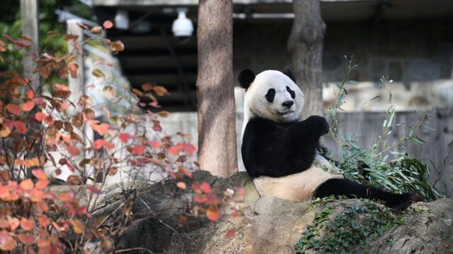 США вернут в Китай панду, которая родилась в зоопарке в Вашингтоне. Ее доставят на родину прямым спецрейсом