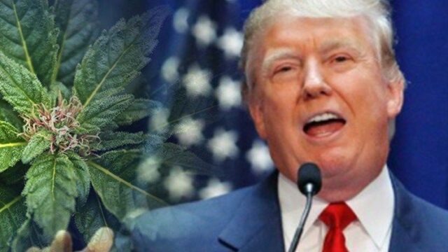 Трамп поддержал инициативу конгрессменов о смягчении федеральных законов в отношении марихуаны