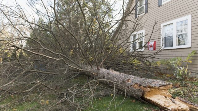 В Канаде почти миллион домов остались без электричества из-за штормового ветра