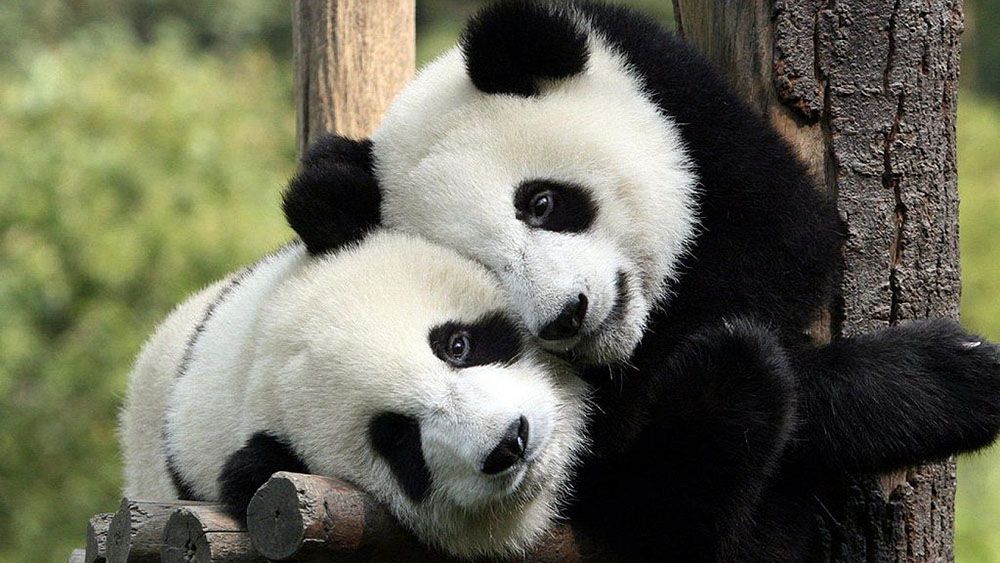 В китайской провинции Сычуань власти запретили туристам фотографировать диких панд
