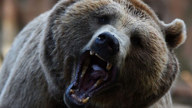 В Индии медведь убил водителя такси, который попытался сделать с ним селфи