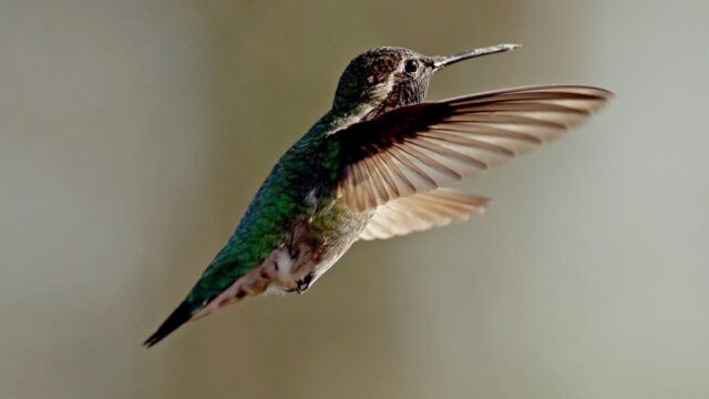 Ученые: колибри могут видеть цвета, которые недоступны человеческому глазу