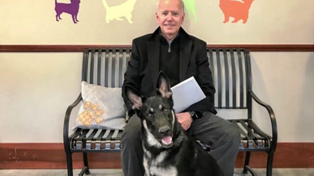 Пес Джо Байдена станет первой собакой из приюта, которая будет жить в Белом доме