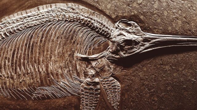 В Самаре палеонтологи нашли позвонок необычайно большого ихтиозавра