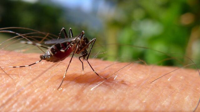 Ученые научились уничтожать комаров, изменяя их гены
