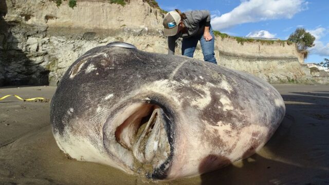 В Калифорнии на берег выбросило огромную рыбу: раньше такой вид никогда не встречался в Северной Америке