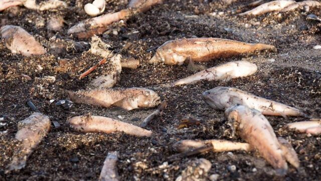 На побережье Балтийского моря в Латвии нашли тонны мертвой рыбы
