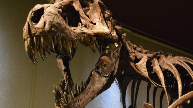 Палеонтологи нашли перхоть у динозавра возрастом 125 млн лет