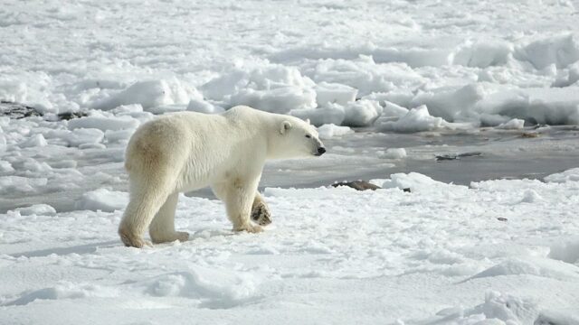 Ученые: белым медведям стало в четыре раза труднее выживать из-за таяния ледников