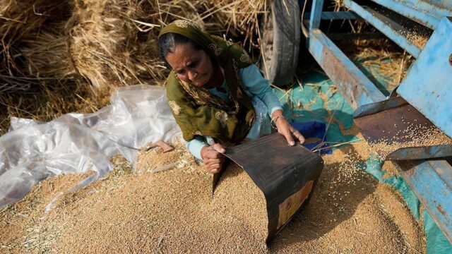 Индия ограничила экспорт пшеницы