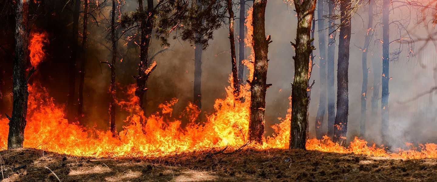 Ученые: лесные пожары повышают риск развития рака мозга