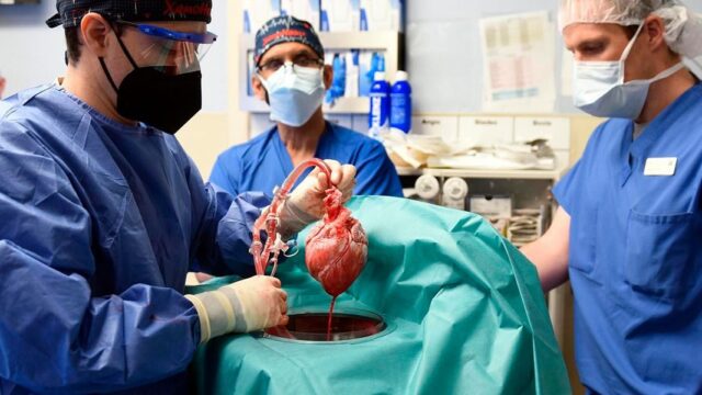 AP: в пересаженном американцу сердце свиньи обнаружили опасный вирус