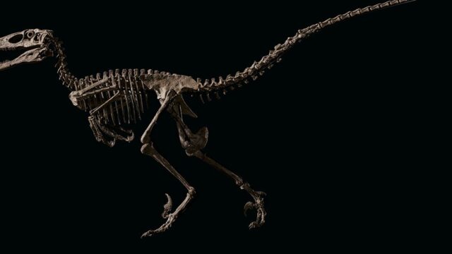Скелет динозавра из «Парка юрского периода» продан на аукционе за $12,4 млн