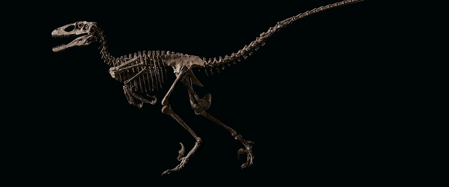 Скелет динозавра из «Парка юрского периода» продан на аукционе за $12,4 млн
