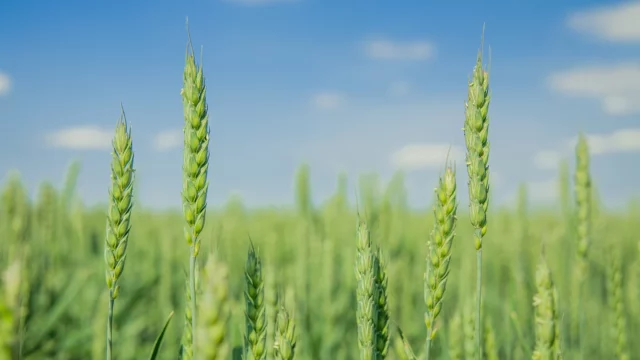 Минсельхоз Украины: Урожай в 2022 году сократится в два раза