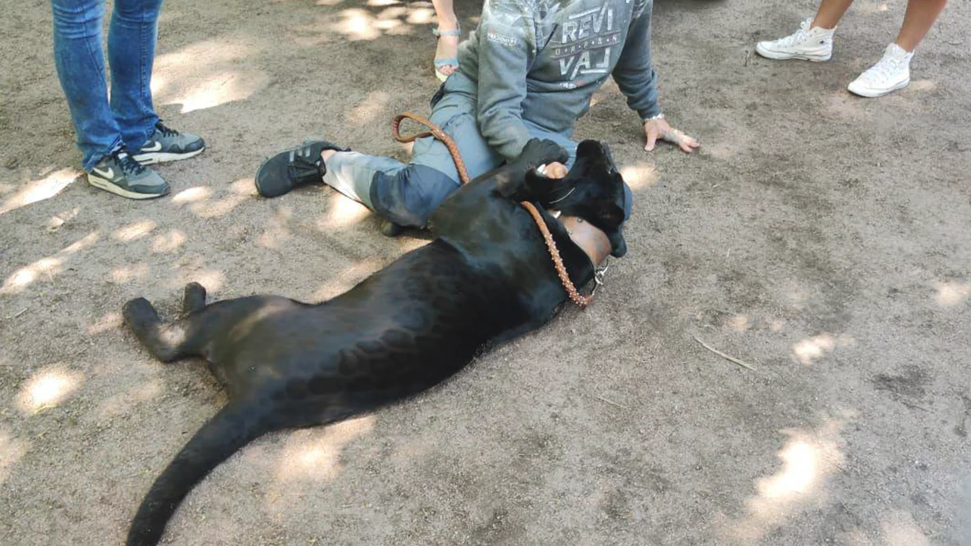 В петербургском заказнике полиция задержала мужчину с пантерой