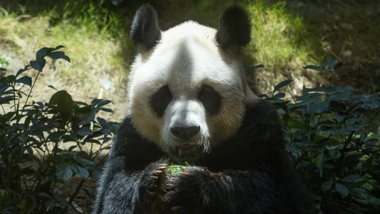 В Гонконге умер самый старый самец панды в мире
