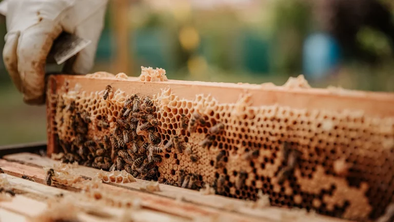В Татарстане в третий раз за лето произошла массовая гибель пчел