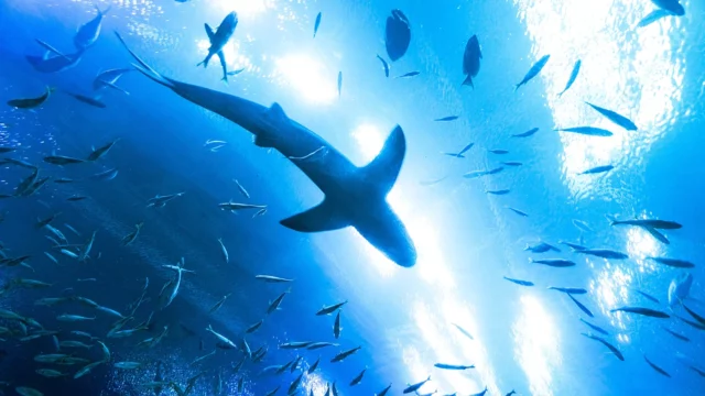 Океанолог объяснил причину нападения акулы на человека в Египте