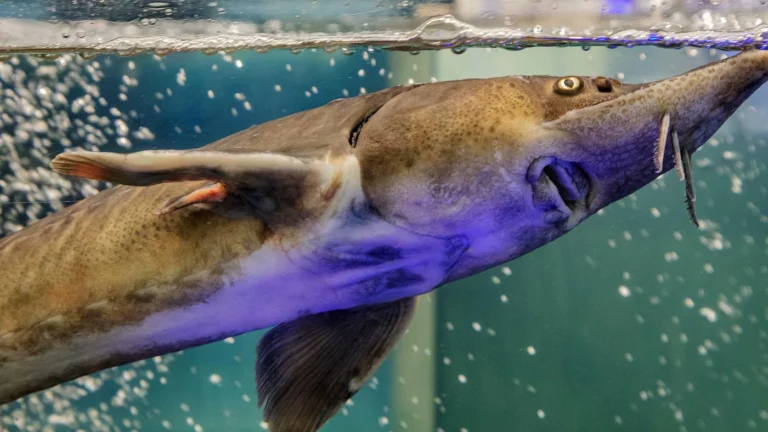 Экологи: всем видам осетрообразных рыб грозит исчезновение