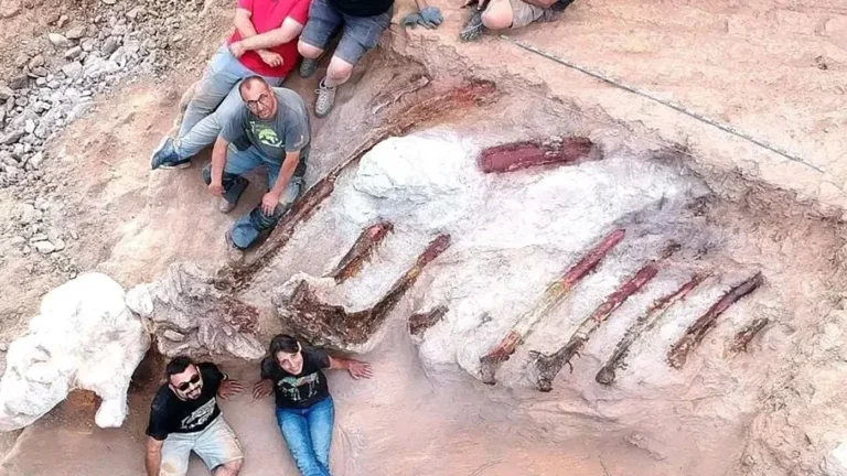 Во дворе дома в Португалии откопали скелет динозавра. Он может оказаться крупнейшим из найденных в Европе