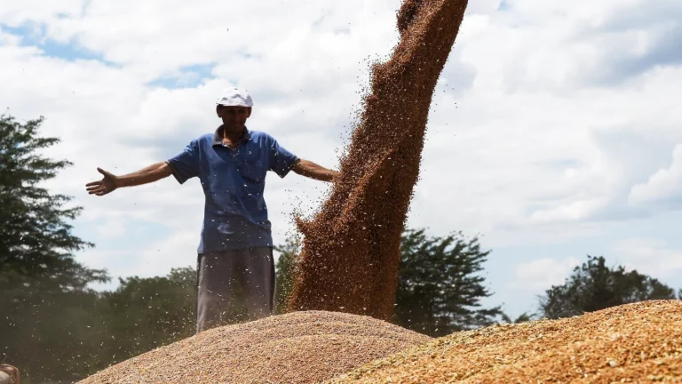 Минсельхоз: из-за трудностей со сбором урожая сократится экспорт зерна из России