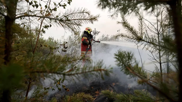 В Рязанской области ввели режим ЧС из-за лесных пожаров