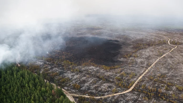 Площадь лесных пожаров в Рязанской области за сутки выросла почти на треть