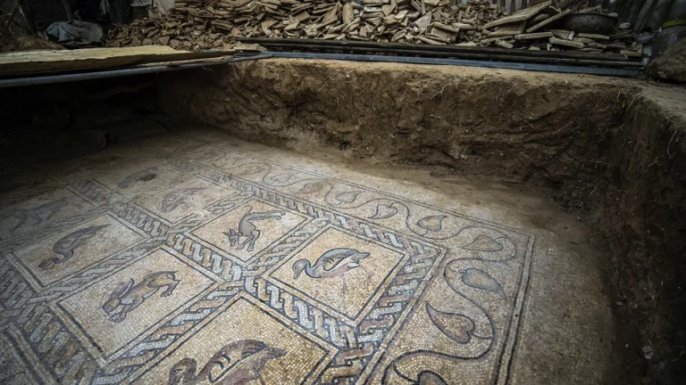 Палестинский фермер на своем участке раскопал мозаичный пол эпохи Византийской империи