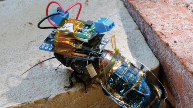Японцы создали таракана-киборга на солнечной батарее