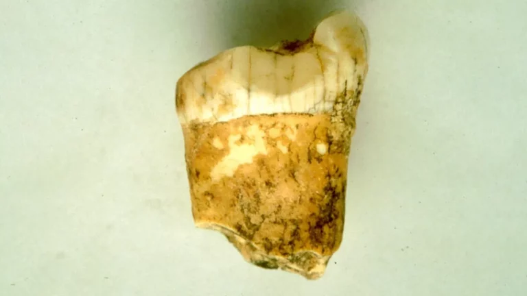 Ученые впервые доказали, что неандертальцы ели мясо