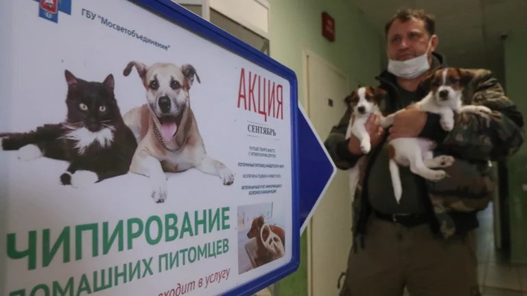 В России подскочил спрос на чипирование домашних животных