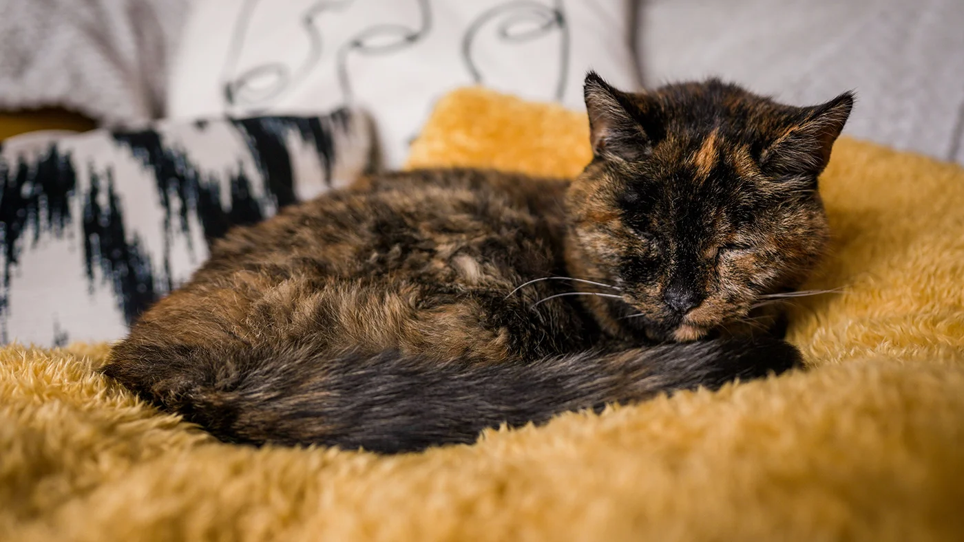 Самой старой кошкой в мире признана 26-летняя Флосси. Она пережила двух  хозяек
