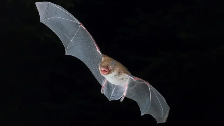 Ученые нашли сходство между голосом летучей мыши и тувинским горловым пением