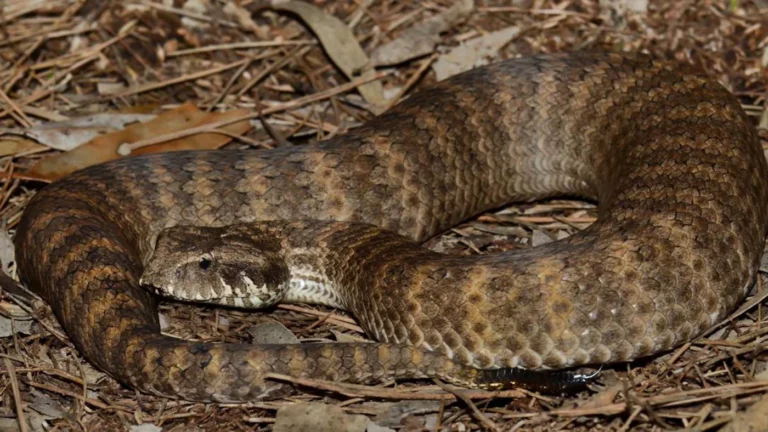 Ученые из австралийского университета нашли у змей клитор