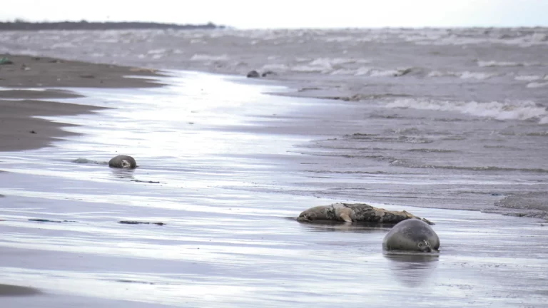 «Природные факторы». Что известно о массовой гибели тюленей в Дагестане