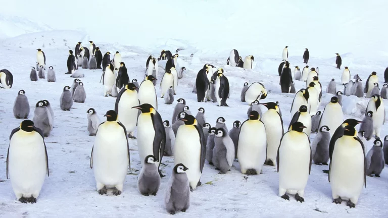 Спутник обнаружил в Антарктиде неизвестную колонию пингвинов