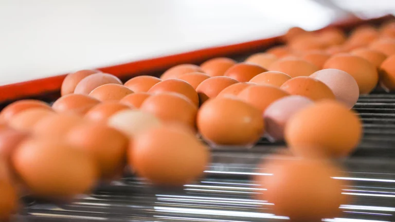 Крупный белорусский производитель яиц прекращает поставки в Россию