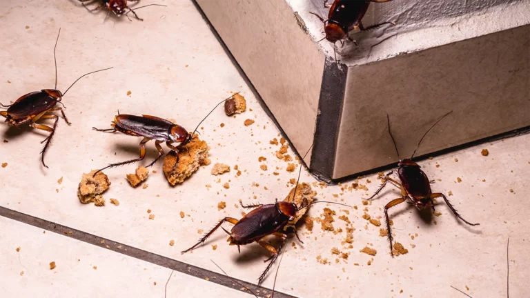 Ученые: из-за ядов тараканы мутировали и стали более расторопны в сексе