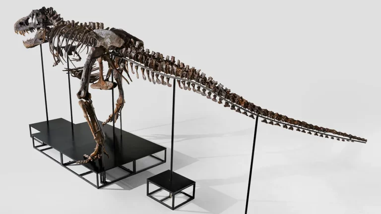 Скелет тираннозавра впервые продали с торгов в Европе. Цена оказалась ниже ожидаемой