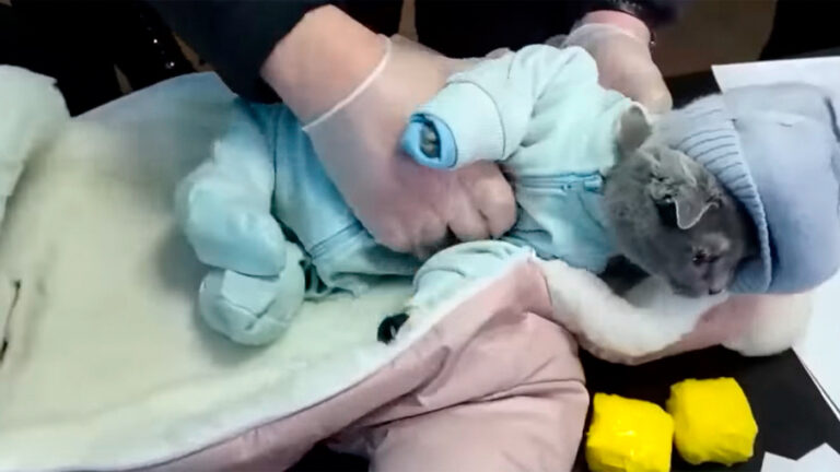На Урале подозреваемая в закладке наркотиков притворялась молодой матерью, спрятав в детский комбинезон кошку